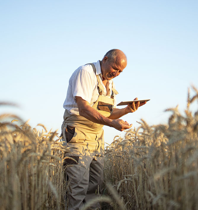 Man in wheat field