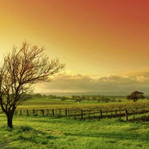 Vinyard landscape at sunrise